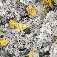 pale leaves with yellow flowers of cineraria maritima (jacobaea maritima) close-up background texture wallpaper - garden decoration stock pictures, royalty-free photos & images