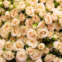 pale pink tea roses flowers and buds floral pattern full frame holiday abstract background - garden decoration stock pictures, royalty-free photos & images