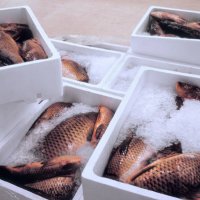 pallet with fresh fish at a wholesale market. - food stock pictures, royalty-free photos & images