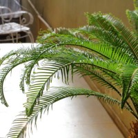 palm plant in a pot - garden decoration stockfoto's en -beelden