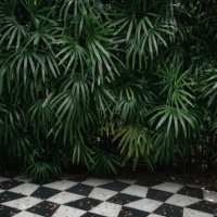 palm tree backgrounds with chess tiles, abstract background. - garden decoration stock pictures, royalty-free photos & images
