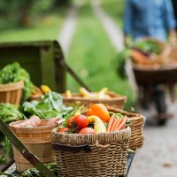 panier de légumes récoltés dans le jardin. - garden decoration photos et images de collection