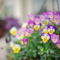 pansy and viola flowers in hanging basket - garden decoration stock pictures, royalty-free photos & images