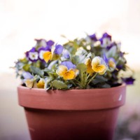 pansy flowers - home decoration stock pictures, royalty-free photos & images