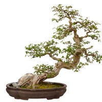 paper flower bonsai tree isolated on a white background - garden decoration stock pictures, royalty-free photos & images