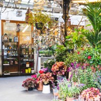 paris flower market with flowers and plants on île de la cité - garden decoration stock pictures, royalty-free photos & images