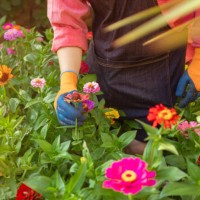 part-time male gardener - garden decoration stock pictures, royalty-free photos & images