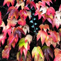 parthenocissus tricuspidata leaf in red color on the wall - garden decoration stock pictures, royalty-free photos & images