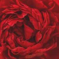 passionate red peony center front view detailed - garden decoration stock pictures, royalty-free photos & images