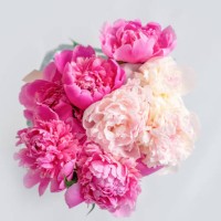 pastel peony flowers in bloom floral spring art festive background, - garden decoration stock pictures, royalty-free photos & images