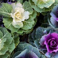 patch of ornamental winter flowering kale or flowering cabbage - garden decoration stock pictures, royalty-free photos & images