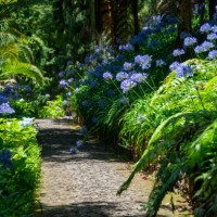 path in the garden with agapanthus blue flowers. lily of the nile or african lily flowering plant, madeira, portugal - garden decoration stock pictures, royalty-free photos & images