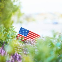 patriotic american flag in nature for memorial day - garden decoration stock pictures, royalty-free photos & images