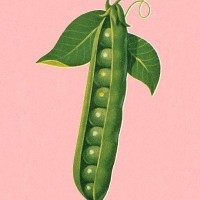 peas in pod - food stock illustrations