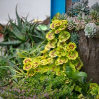 pelargonium & succulent plants yard decoration - garden decoration stock pictures, royalty-free photos & images