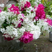 peonies bouquet - garden decoration stock pictures, royalty-free photos & images