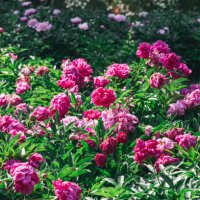 peony - garden decoration stock pictures, royalty-free photos & images