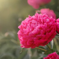 peony lactiflora red bush and blooms - garden decoration stock pictures, royalty-free photos & images