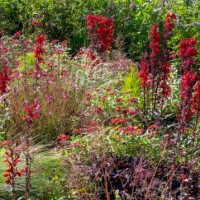 perennial bed, bed with autumn perennials, rhineland-palatinate, germany, europe - garden decoration stock pictures, royalty-free photos & images
