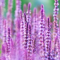 perennial sage (salvia nemarosa), 'amethyst' - ix - garden decoration stock pictures, royalty-free photos & images