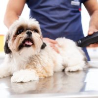 pet groomer with scissors makes grooming dog - hairstyle stock pictures, royalty-free photos & images