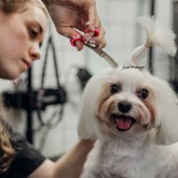 pet grooming - hairstyle stock pictures, royalty-free photos & images