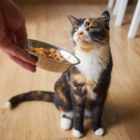 pet owner feeding his tabby cat - food stock pictures, royalty-free photos & images