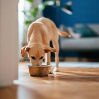 petit chien mangeant son petit-déjeuner à la maison - food photos et images de collection