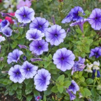 petunia - garden decoration stock pictures, royalty-free photos & images