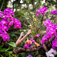 phalaenopsis aphrodite rchb in the forest - garden decoration stock pictures, royalty-free photos & images
