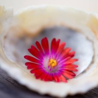 photo by: claire willans - garden decoration stock pictures, royalty-free photos & images