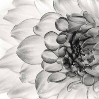 photo by: lucie gagnon - garden decoration stock pictures, royalty-free photos & images