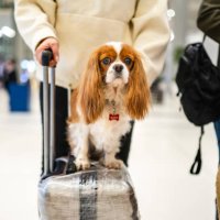 photo d’un chien mignon assis sur une valise à l’aéroport - travel photos et images de collection