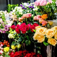 photo of roses in modern flower store. - garden decoration stock pictures, royalty-free photos & images