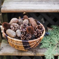 pine cones in a basket - garden decoration stock pictures, royalty-free photos & images