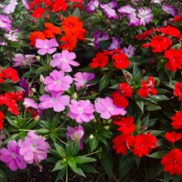 pink and red impatiens flowers - garden decoration stock pictures, royalty-free photos & images