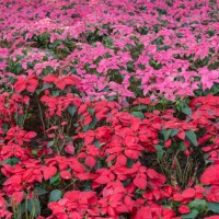 pink and red mexican poinsettia or christmas flowers grow in the nature. - garden decoration stock pictures, royalty-free photos & images