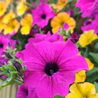 pink and yellow petunias (surfinias) - garden decoration stock pictures, royalty-free photos & images