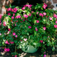 pink blooms adorn flower pot - garden decoration stock pictures, royalty-free photos & images