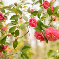 pink camellia - garden decoration stock pictures, royalty-free photos & images