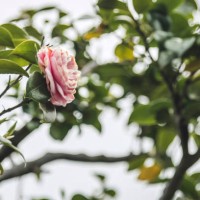 pink camellia flower - garden decoration stock pictures, royalty-free photos & images