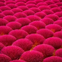 pink flower field - garden decoration stock pictures, royalty-free photos & images