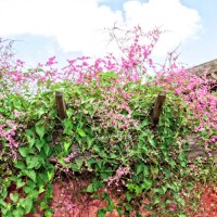 pink flowering branch of the vine antigonon leptopus on close-up. - garden decoration stock pictures, royalty-free photos & images