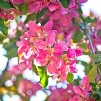 pink flowers blooming in springtime - garden decoration stock pictures, royalty-free photos & images