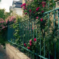pink flowers bush looking out from the gate of the house - garden decoration stock pictures, royalty-free photos & images
