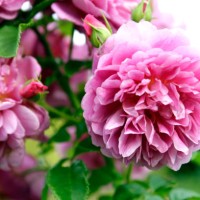 pink flowers in a garden, prague, czech republic - garden decoration stock pictures, royalty-free photos & images