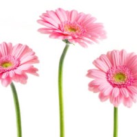 pink gerberas (clipping path) - garden decoration stock pictures, royalty-free photos & images