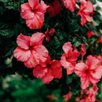 pink hibiscus flowers - garden decoration stock pictures, royalty-free photos & images