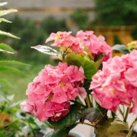 pink hydrangea - garden decoration stock pictures, royalty-free photos & images