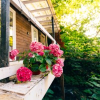 pink hydrangea flowers plants in pots on the terrace of a wooden house - garden decoration stock pictures, royalty-free photos & images